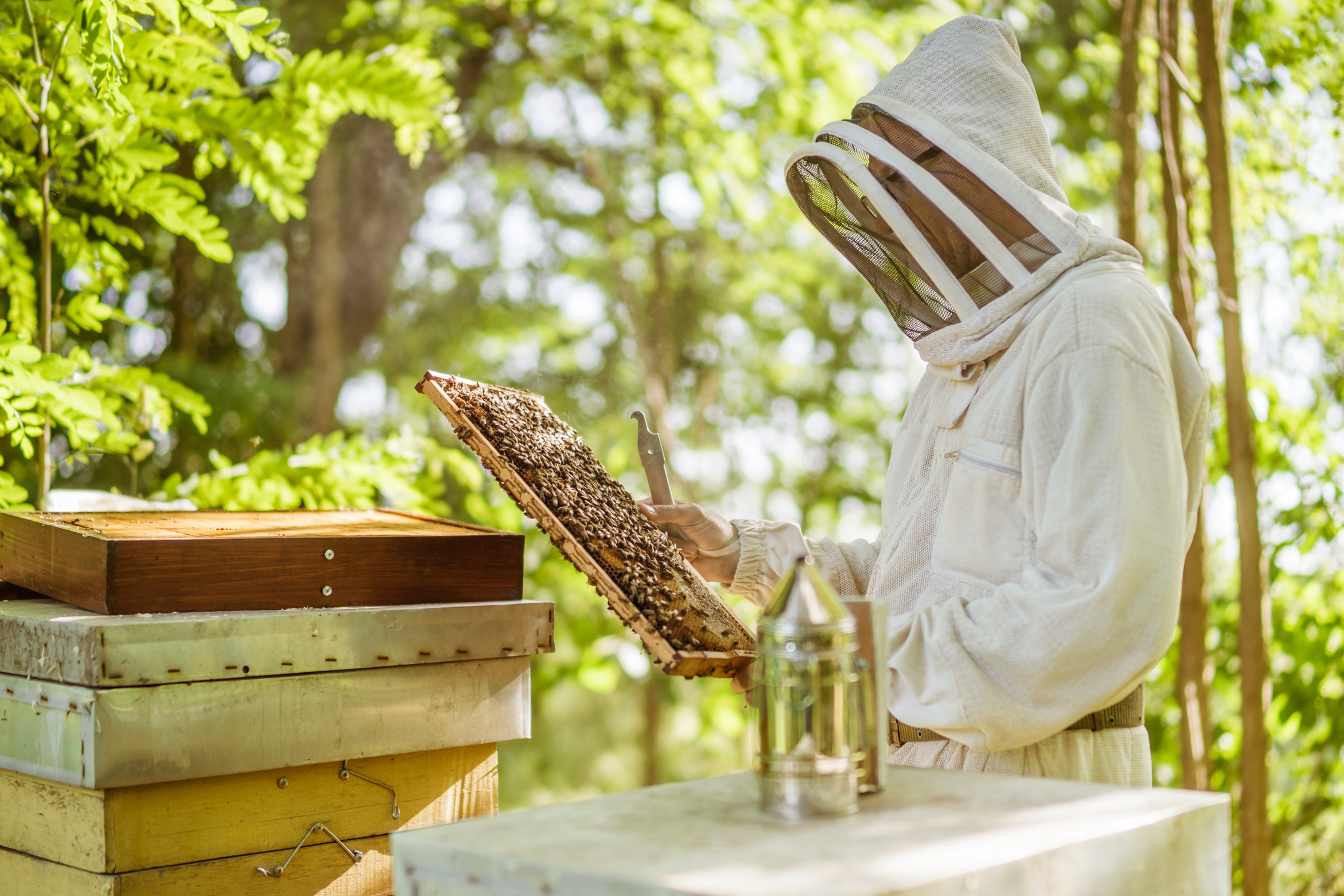 Beekeeping